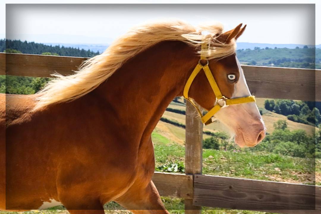Mâle Welsh cob de 2024 