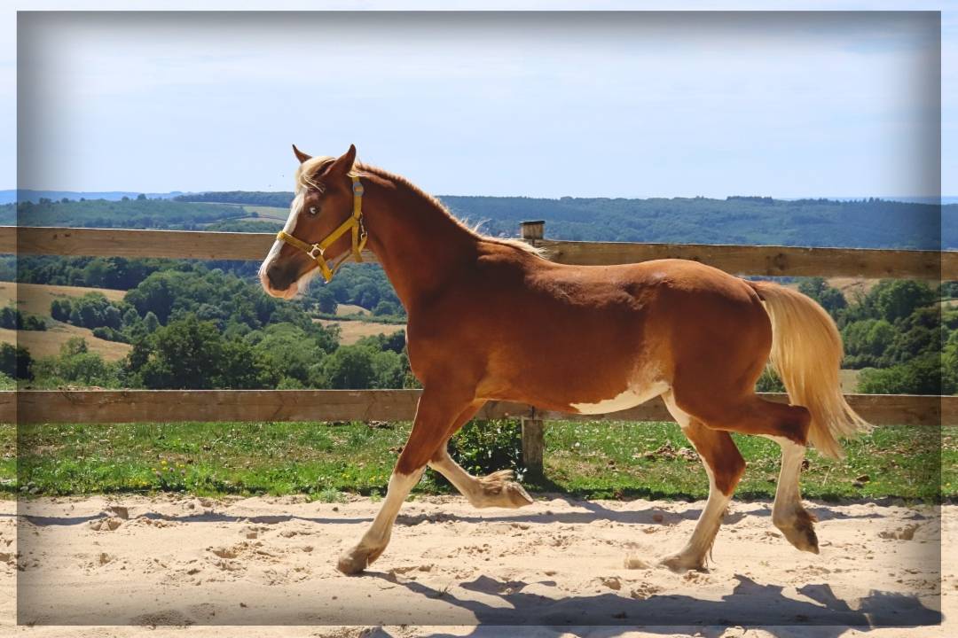 Mâle Welsh cob de 2024 