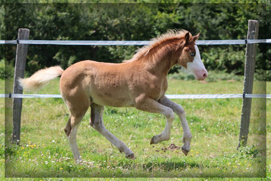 Mâle Welsh cob de 2024 