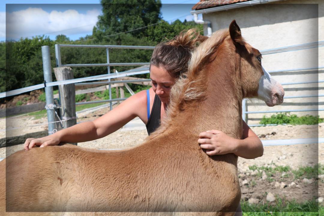 Mâle Welsh cob de 2024 