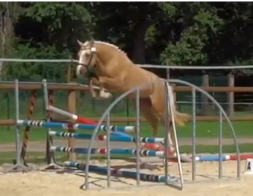 Pouliche sport/loisir OC - Top origines