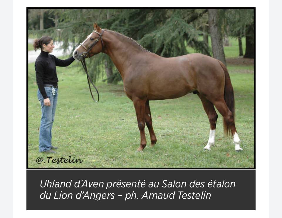 Pouliche sport/loisir OC - Top origines