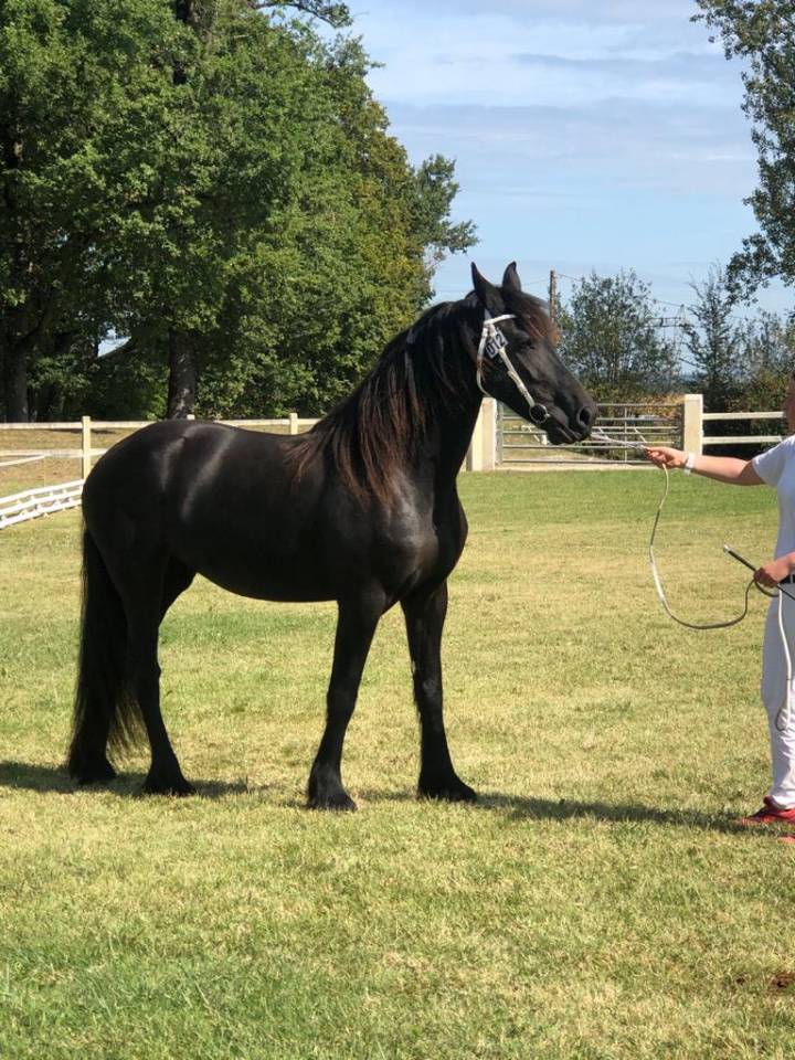 Jument Frison PP Stud-Book