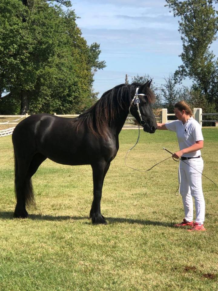 Jument Frison PP Stud-Book