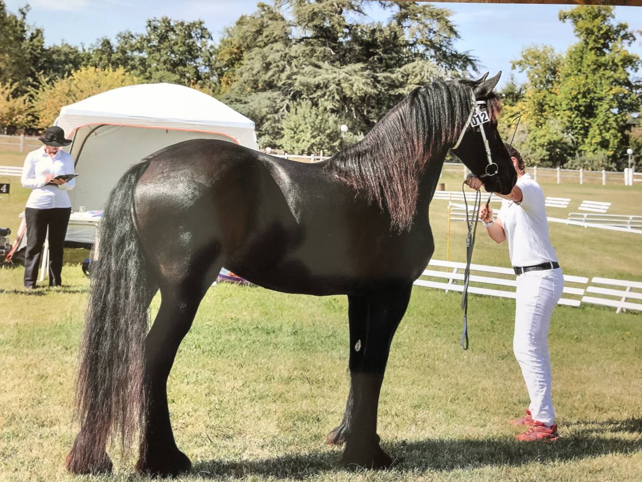 Jument Frison PP Stud-Book