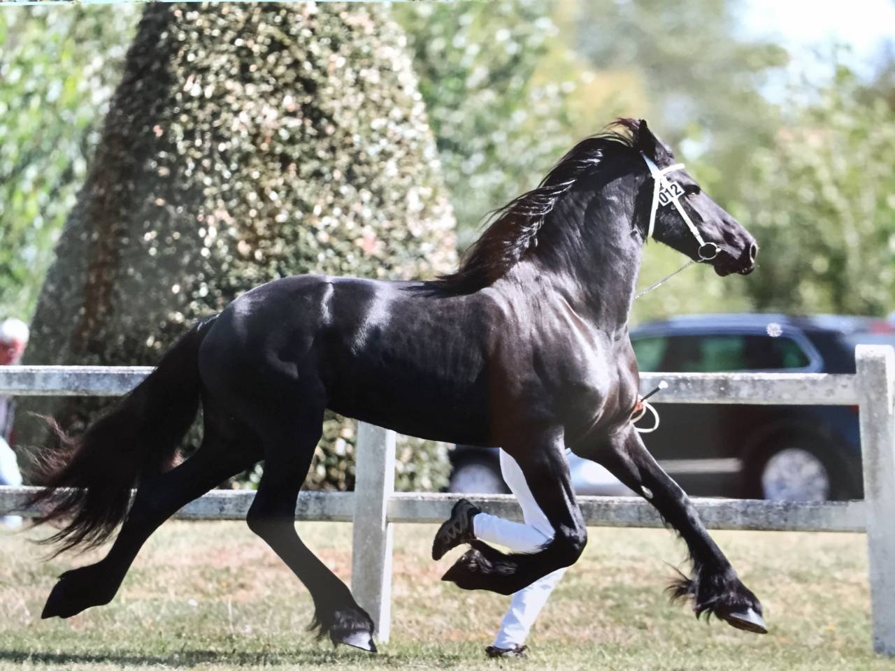 Jument Frison PP Stud-Book