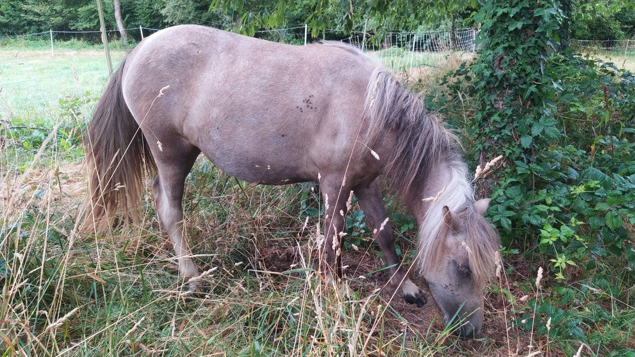 Pouliche OC poney B 