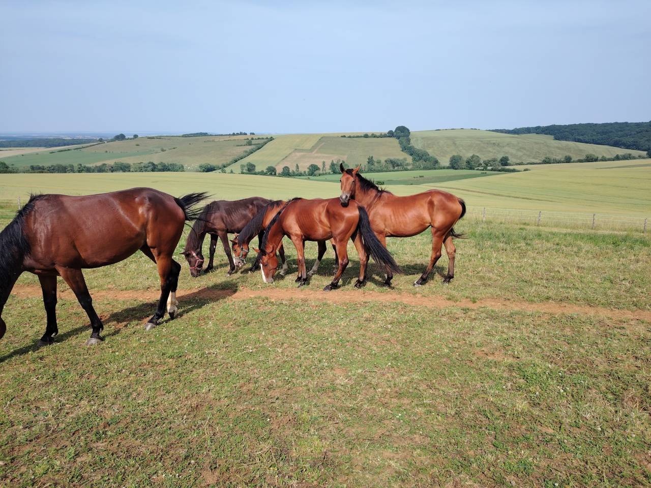 Jolie pouliche 2 ans  sf 