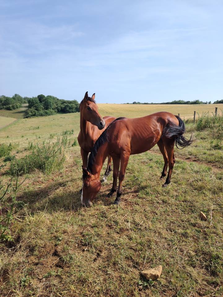 Jolie pouliche 2 ans  sf 