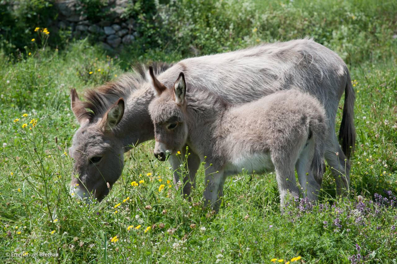 troupeau Anes SARDES et MINIATURE 