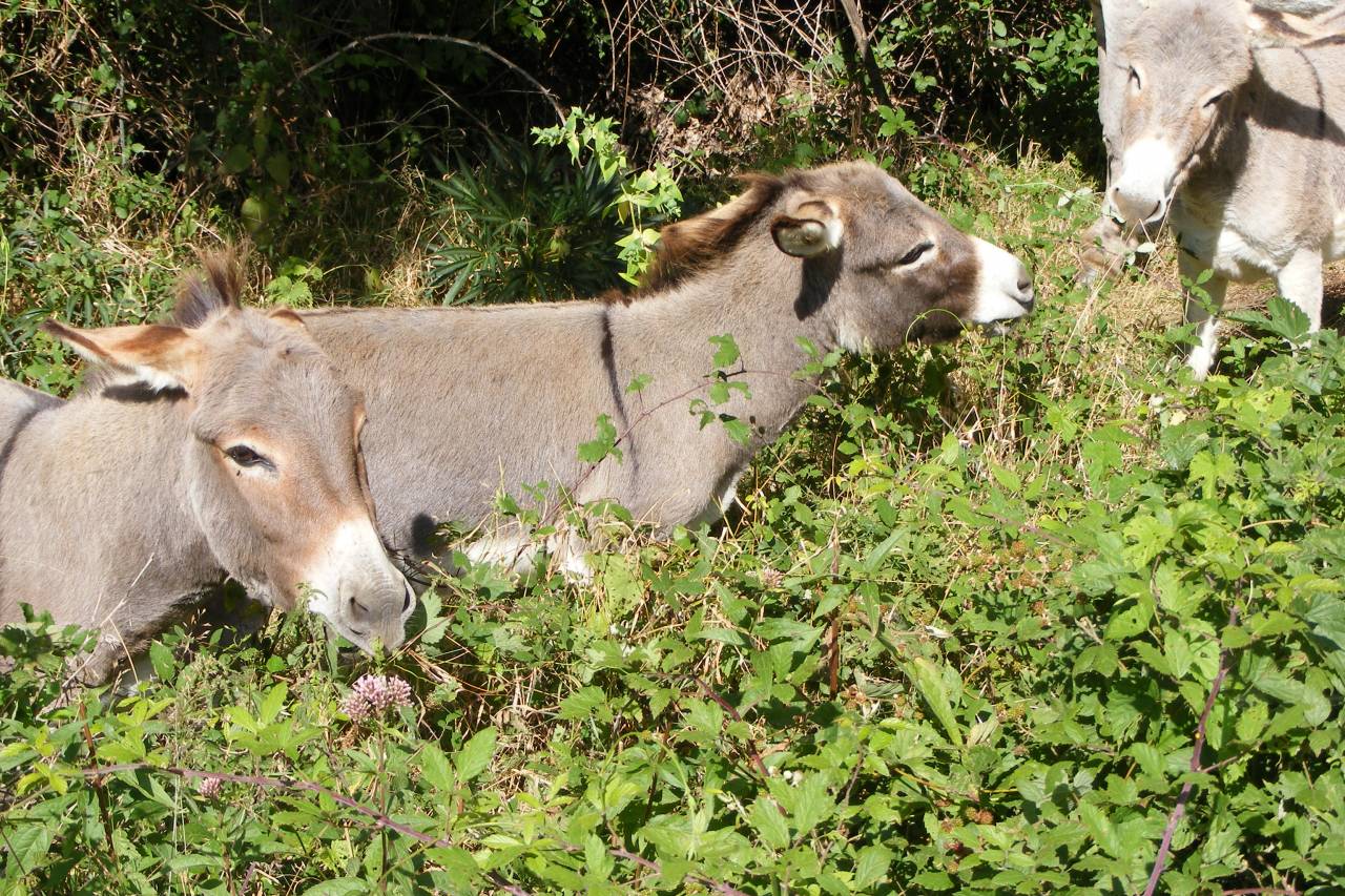troupeau Anes SARDES et MINIATURE 