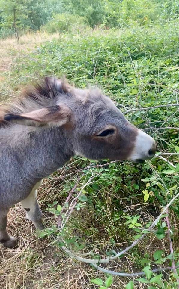 troupeau Anes SARDES et MINIATURE 