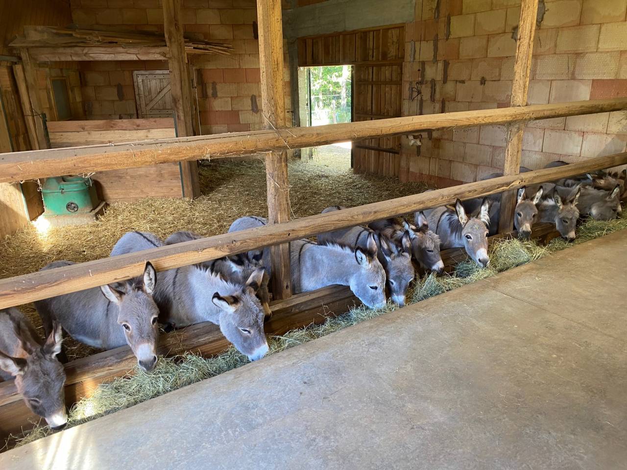 troupeau Anes SARDES et MINIATURE 