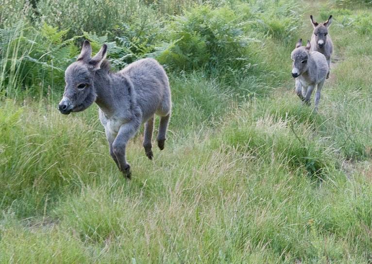 troupeau Anes SARDES et MINIATURE 