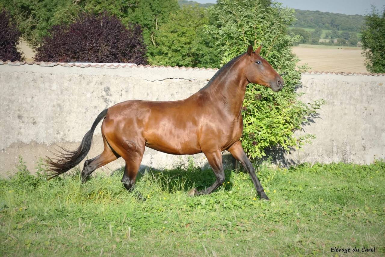 Jument Pure Race Espagnole