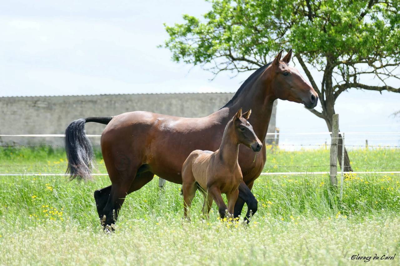 Jument Pure Race Espagnole