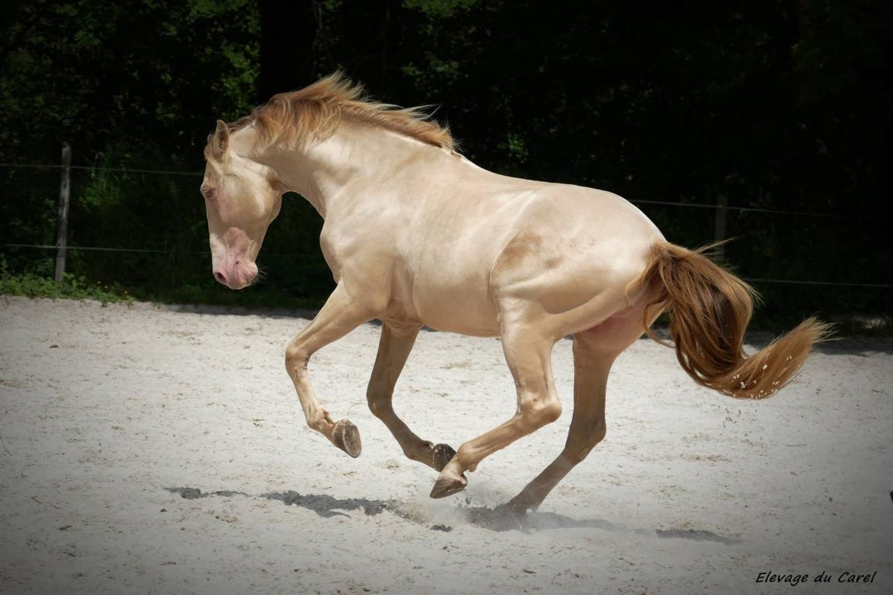 Étalon Pure Race Espagnol