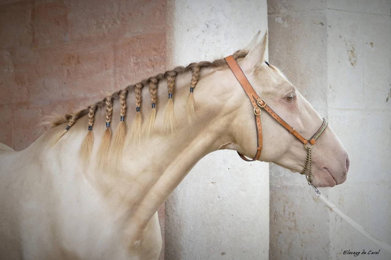 Étalon Pure Race Espagnol