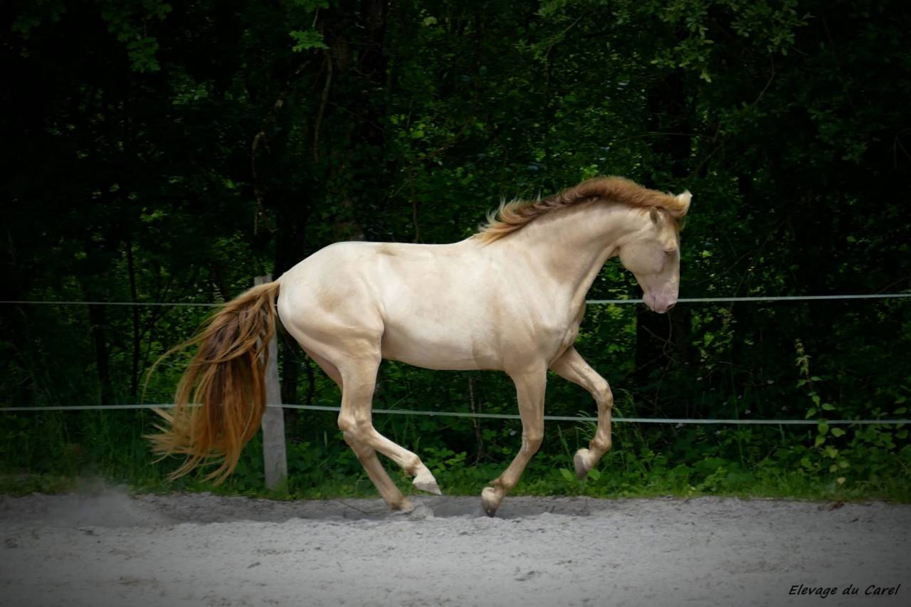 Étalon Pure Race Espagnol