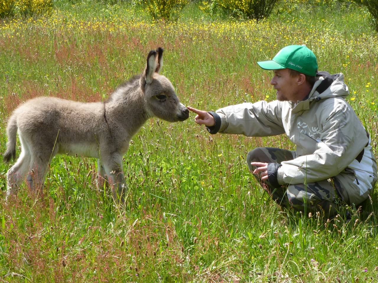 Anes SARDES et miniatures MEDIATION et compagnie