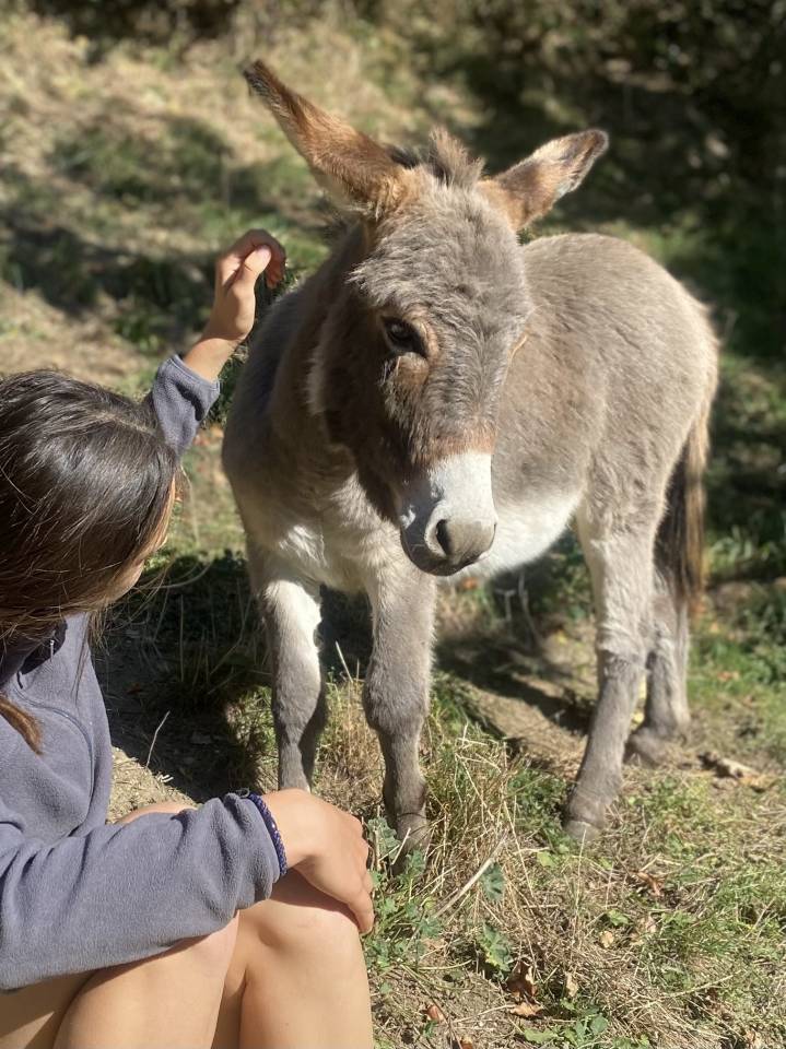 Anes SARDES et miniatures MEDIATION et compagnie