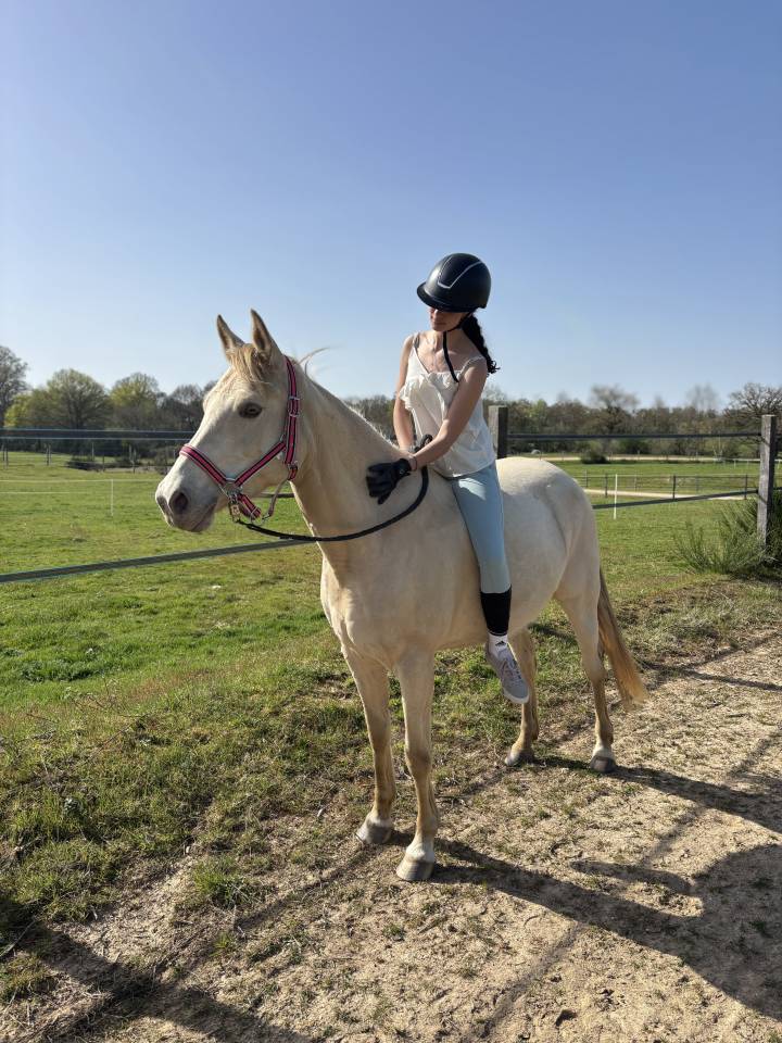 Demi-pension jument demi sang arabe