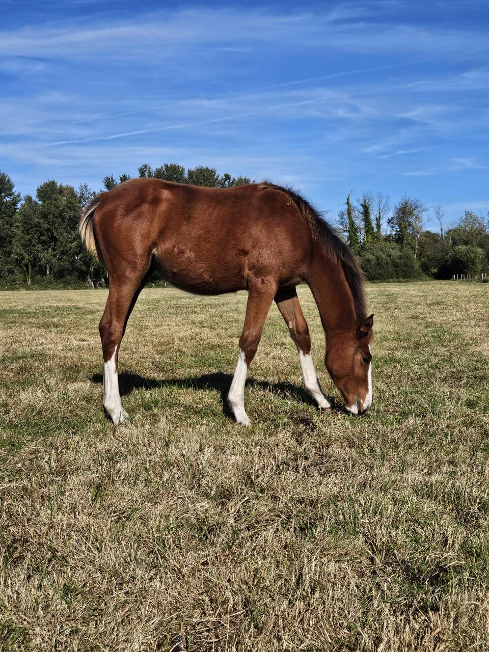 Tres belle pouliche SF 