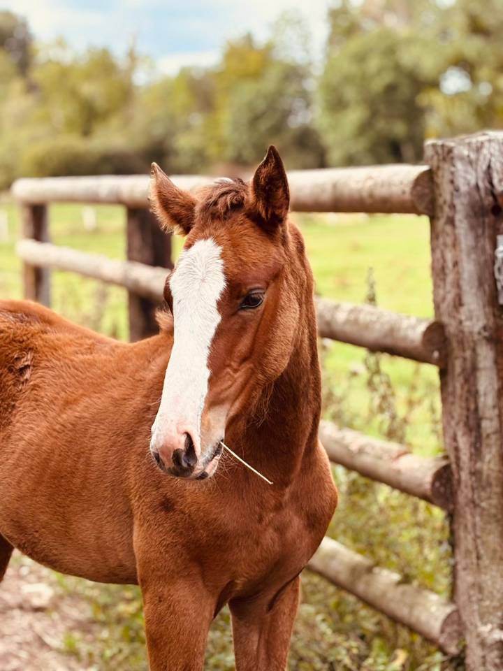 Tres belle pouliche SF 