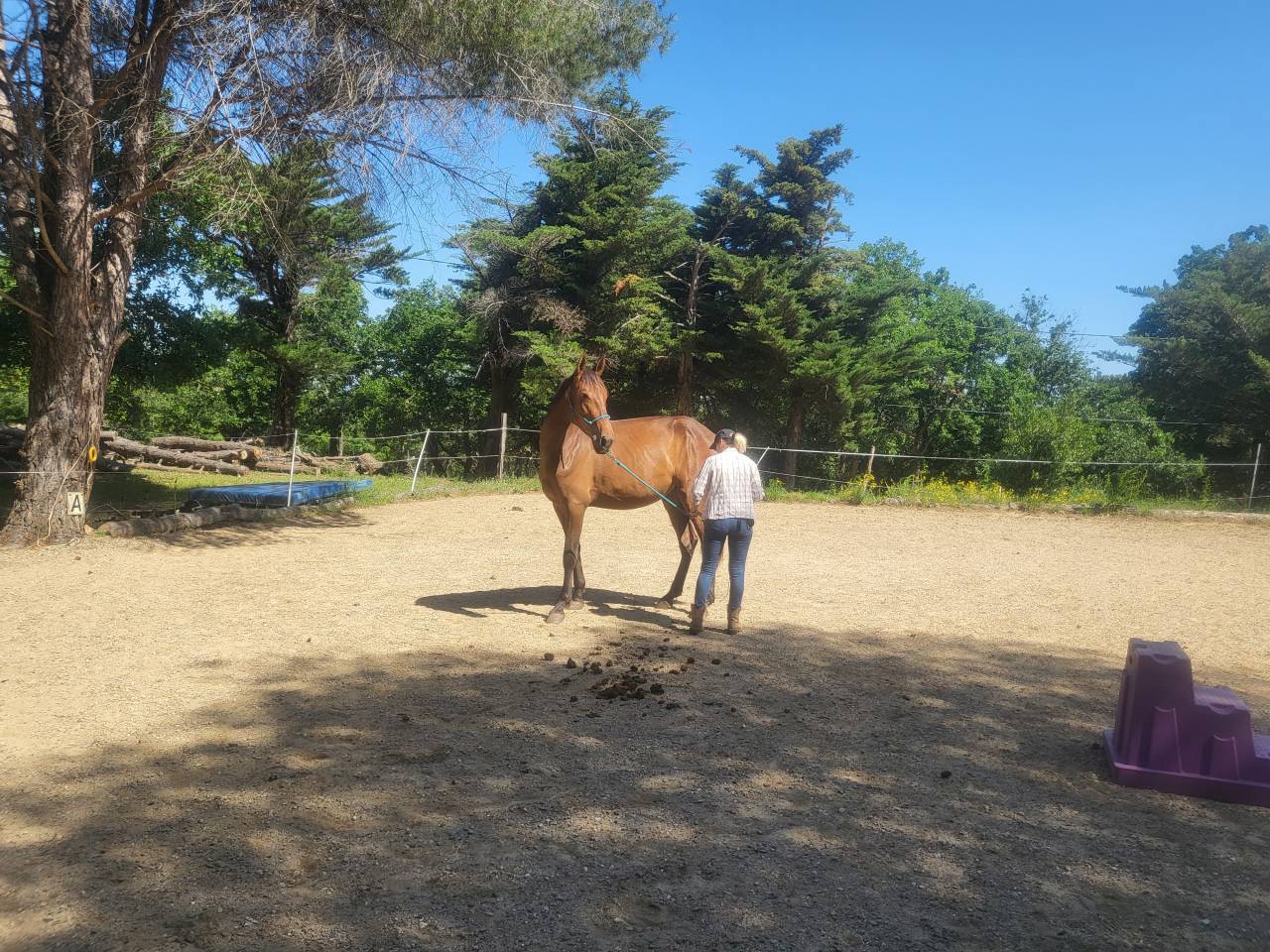 jument pure race espagnole