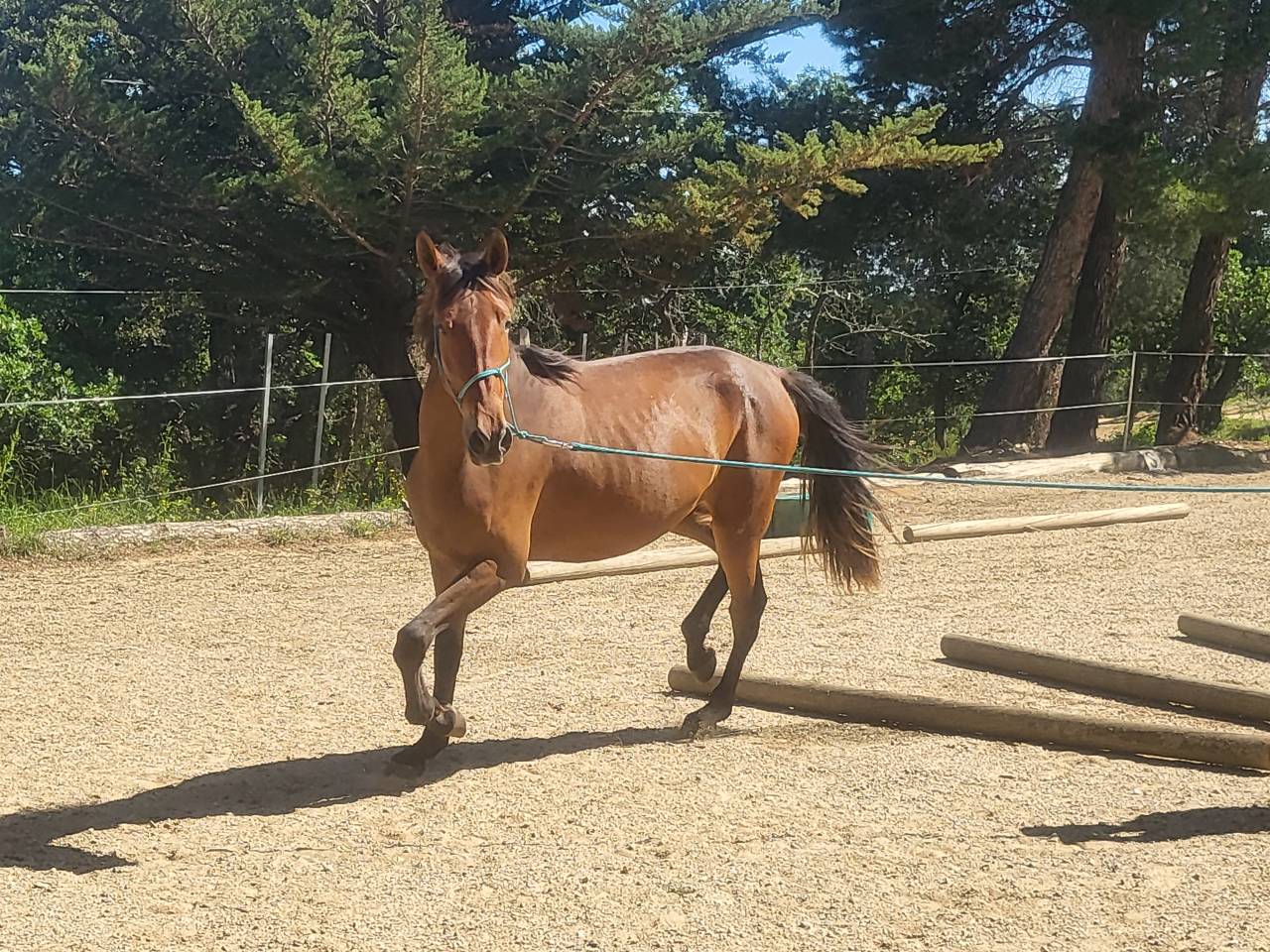 jument pure race espagnole