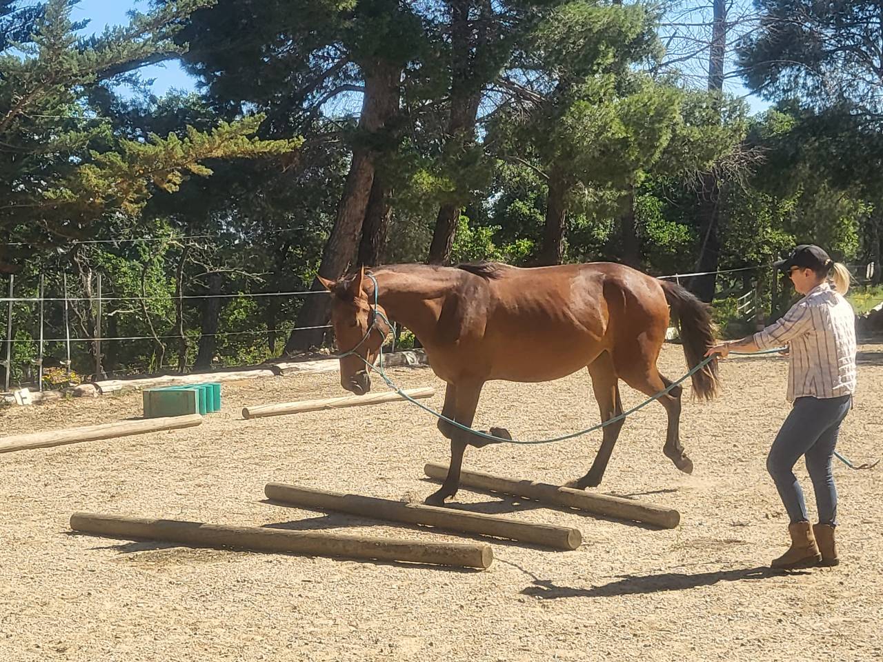 jument pure race espagnole