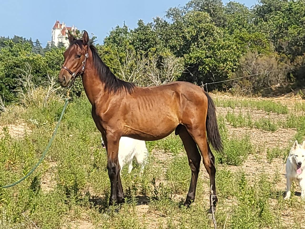 POULAIN PURE RACE ESPAGNOL