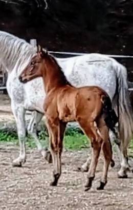 POULAIN PURE RACE ESPAGNOL