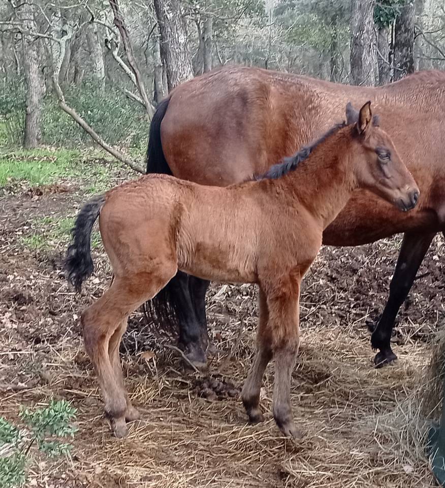 POULAIN PURE RACE ESPAGNOL