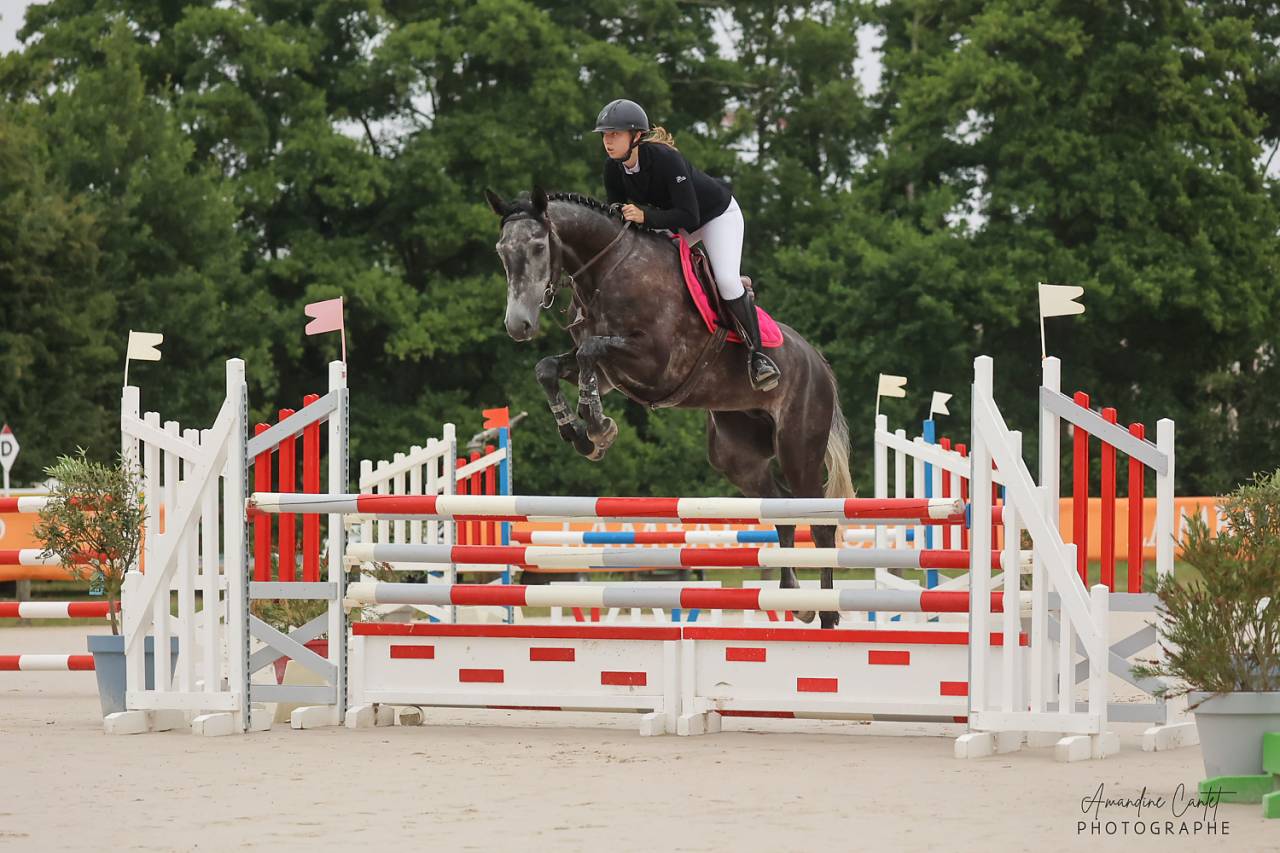 Cheval de sport 