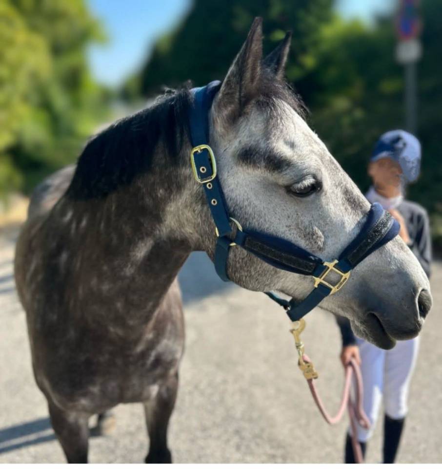 Ponette C