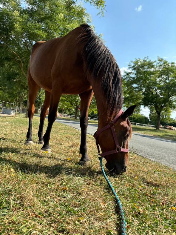 Jument à vendre Trotteur français 