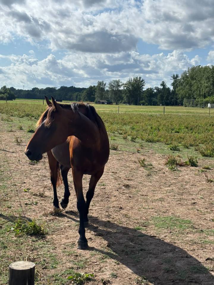 Jument à vendre Trotteur français 