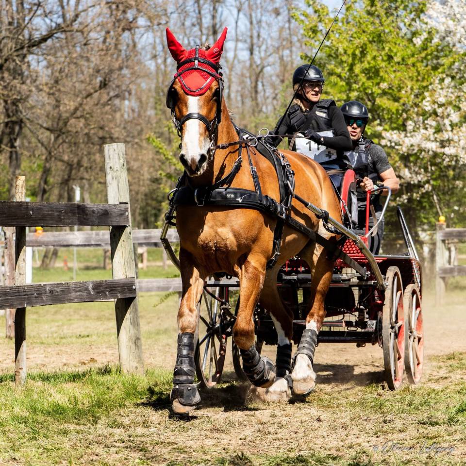 Canaille Doutrechaise – Franches-Montagnes