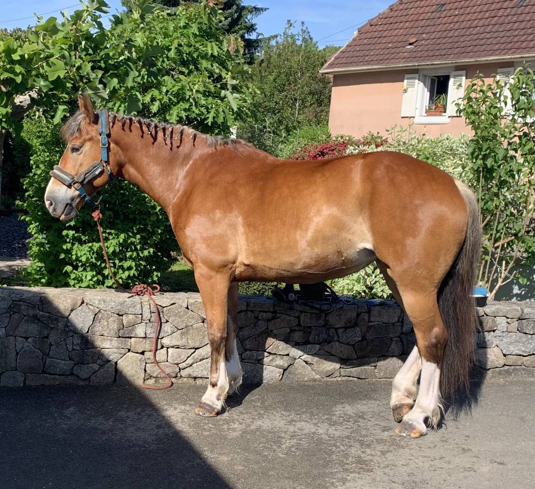 Canaille Doutrechaise – Franches-Montagnes