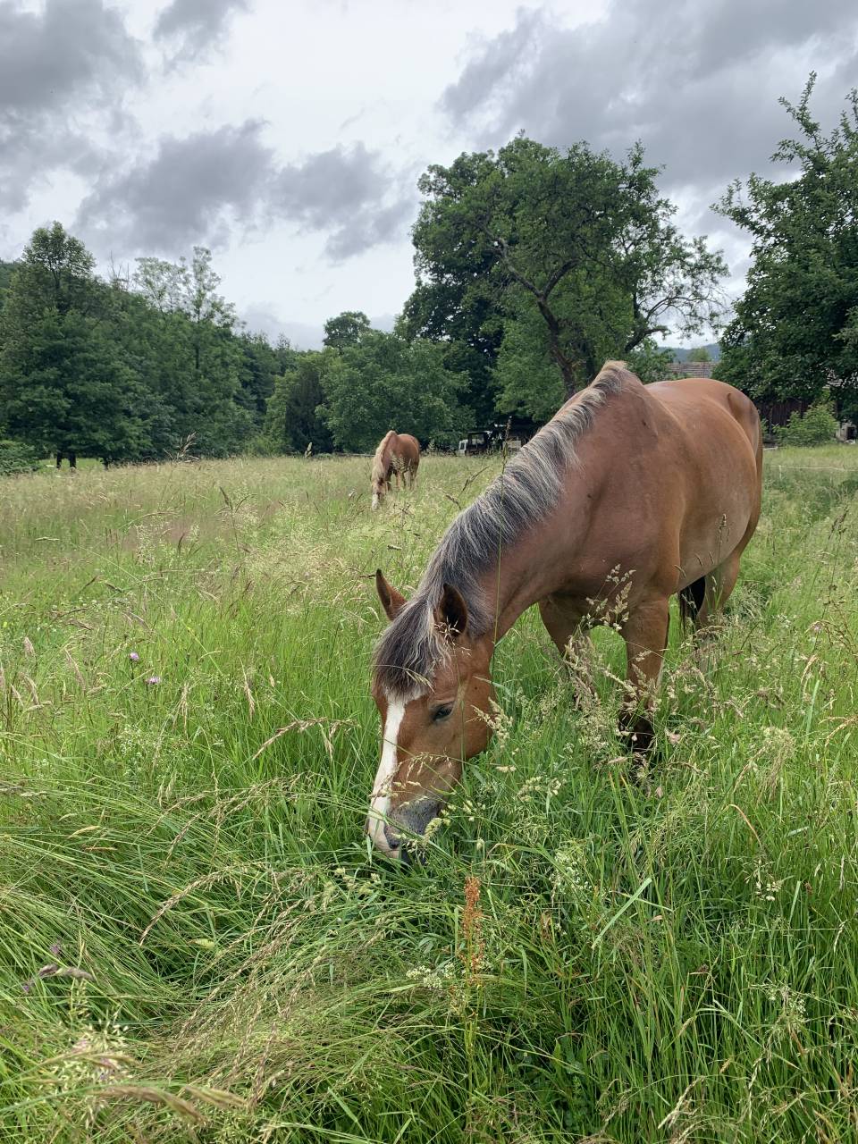 Canaille Doutrechaise – Franches-Montagnes