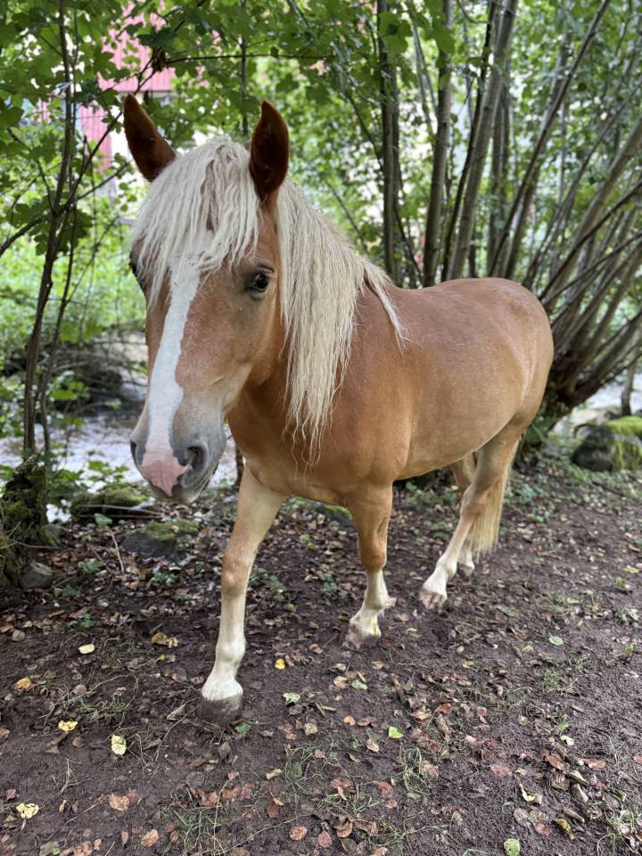 À vendre ou échange hongre Onc