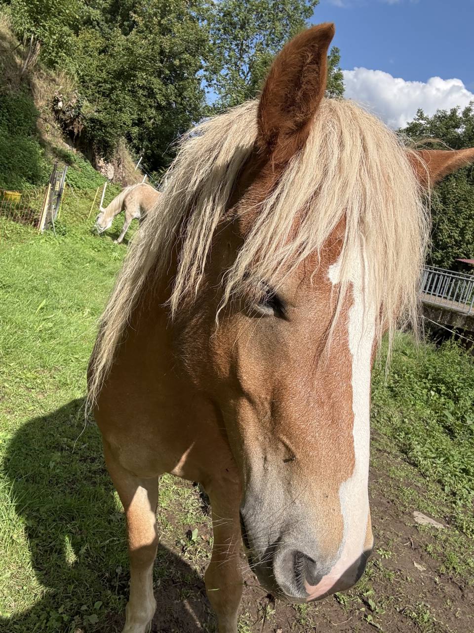 À vendre ou échange hongre Onc