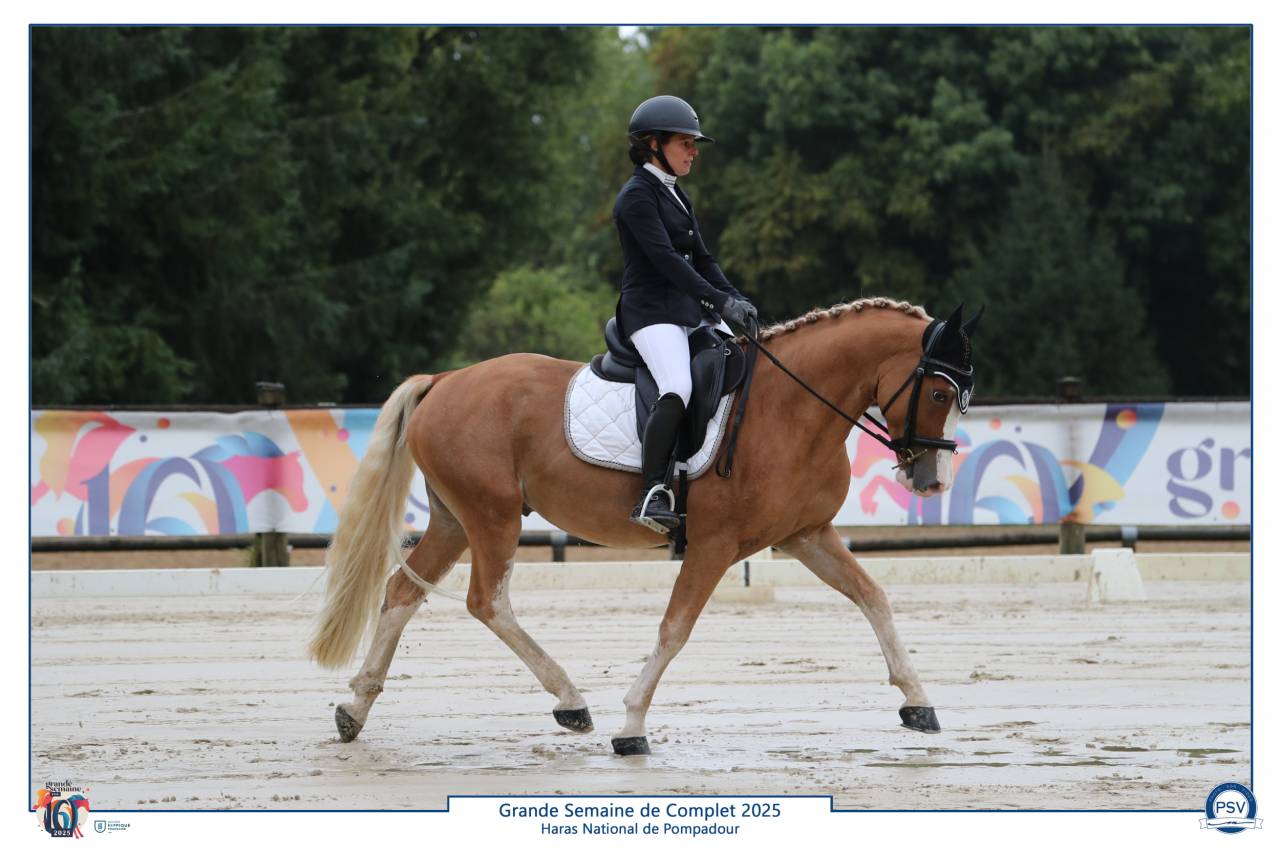 Poney Welsh Cob de 4 ans
