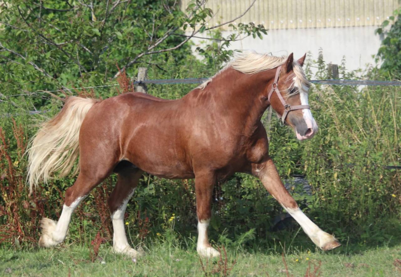 Poney Welsh Cob de 4 ans