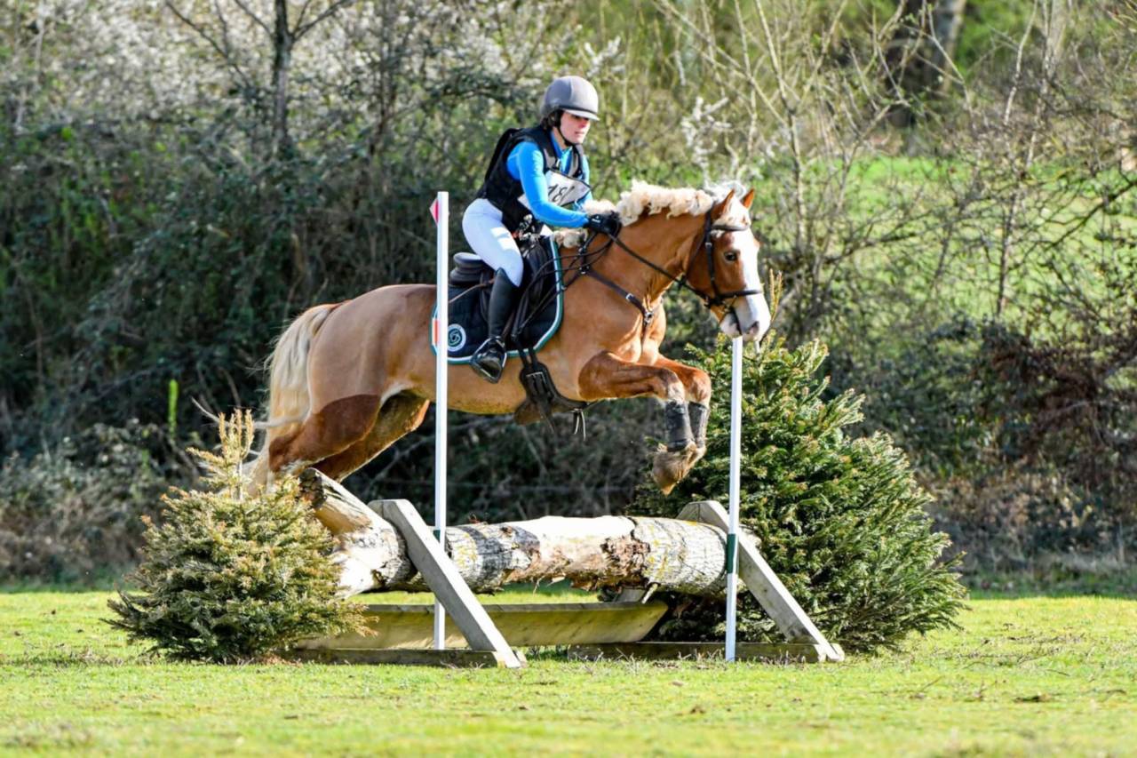 Poney Welsh Cob de 4 ans