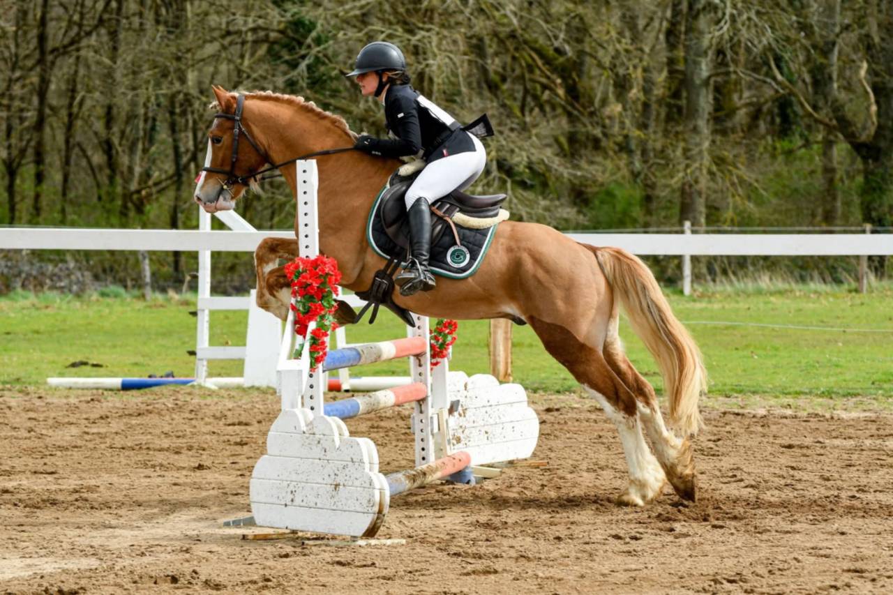Poney Welsh Cob de 4 ans
