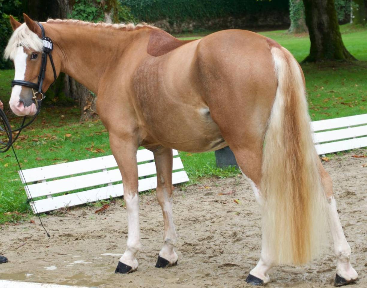 Poney Welsh Cob de 4 ans