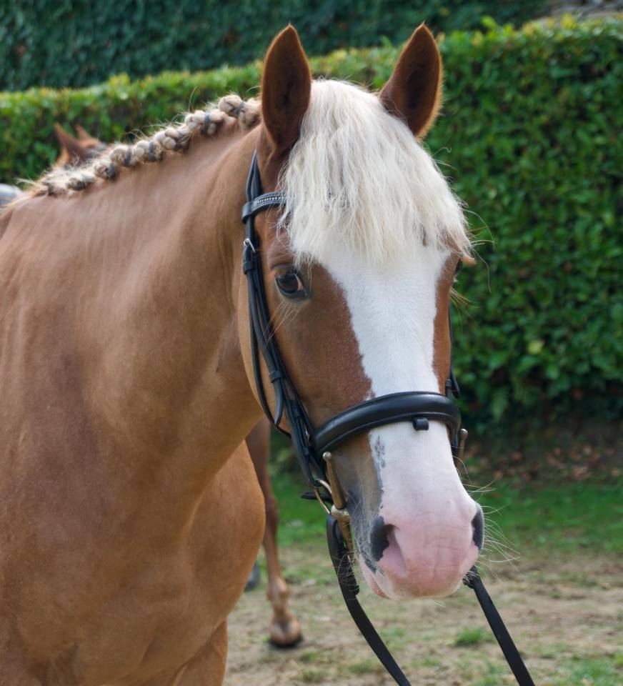 Poney Welsh Cob de 4 ans
