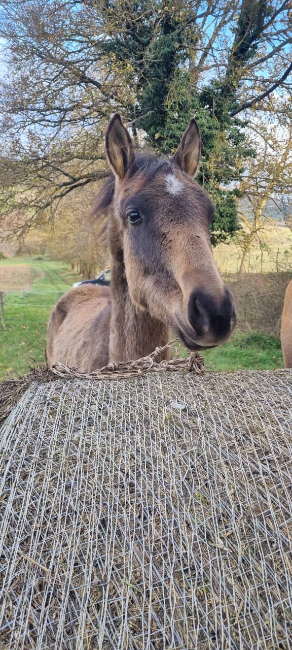 Ozalla, Pouliche Akhal Téké
